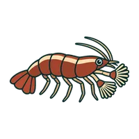 Illustration of a Bamboo Shrimp