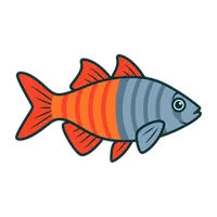Illustration of a Boesemani Rainbowfish