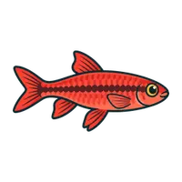 Illustration of a Cherry Barb