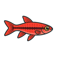 Illustration of a Chili Rasbora