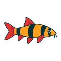 Illustration of a Clown Loach