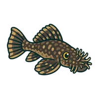Illustration of a Common Pleco