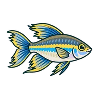 Illustration of a Congo Tetra