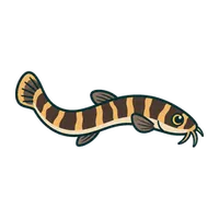 Illustration of a Dwarf Chain Loach