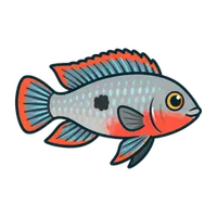 Illustration of a Firemouth Cichlid
