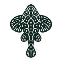 Illustration of a Hillstream Loach