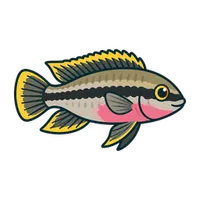 Illustration of a Kribensis
