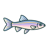 Illustration of a Pearl Danio