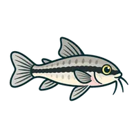 Illustration of a Pygmy Cory