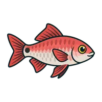 Illustration of a Rosy Barb