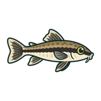 Illustration of a Siamese Algae Eater
