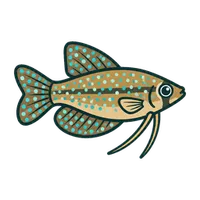 Illustration of a Sparkling Gourami