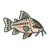 Illustration of a Sterbai Cory