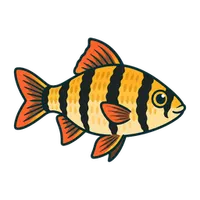 Illustration of a Tiger Barb