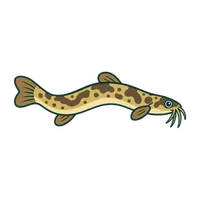 Illustration of a Weather Loach