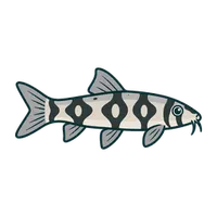 Illustration of a Yoyo Loach