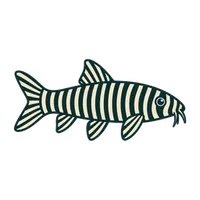 Illustration of a Zebra Loach